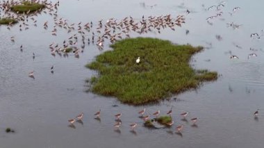 İnsansız hava aracı görüntüleri, otlak bir adanın etrafındaki sığ bir bataklıkta yiyecek arayan büyük bir kum çulluğu grubunu gösteriyor..