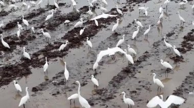 Beyaz balıkçıl kuşları çamurlu bir tarlada duruyorlar.