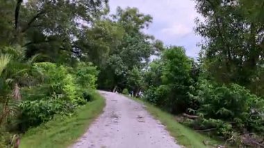 Yoğun yeşil bitki örtüsü ve suyla kaplı ağaçların arasındaki toprak yol manzaralı..
