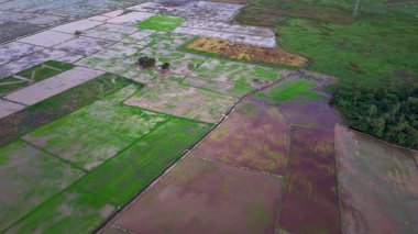 Hava aracı günbatımında sel basmış pirinç tarlalarını ve sulama kanallarını gösteriyor..