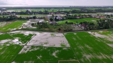 Su altında kalan yeşil çeltik tarlalarının, yakındaki köy ve kıyı ufkuyla çekilmiş hava görüntüleri..