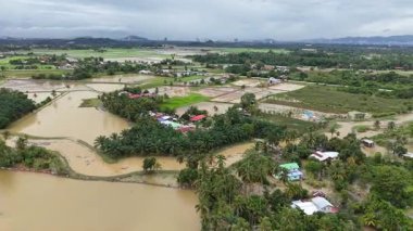 Sungai Perai 'deki hava aracı görüntüleri pirinç tarlalarını, palmiye ağaçlarını ve kırsal yerleşim yerlerini gösteriyor..
