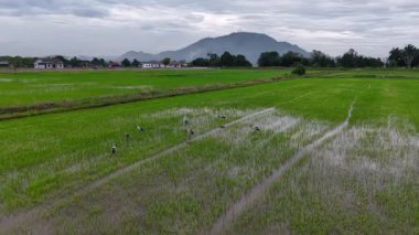 Asyalı açılış gagalı leyleklerin köy ve dağ yakınlarındaki sel basmış pirinç tarlalarında yiyecek arayışının hava görüntüleri..