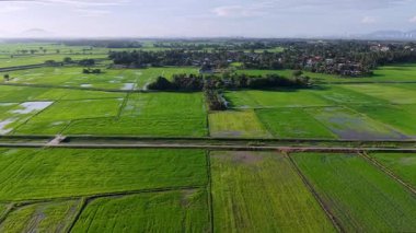 Geniş çeltik tarlalarının hava aracı görüntüsü, sulama kanalları ve arka planda kırsal köy..