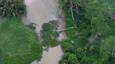 Gök insansız hava aracı görüntüsü çamurlu nehir kanalı boyunca uzanan ve yoğun nehir kıyısı bitki örtüsünü çevreleyen çökmüş ağacı gösteriyor.