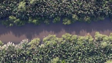İnsansız hava aracı, yoğun yeşil mangrov örtüsüyle çevrili nehir kanalının yukarıdan aşağı görüntüsünü yakalıyor..