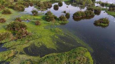 İnsansız hava aracı görüntüsü, parıldayan su kanalları ve yeşillik ile geniş sulak alanları yakalıyor.
