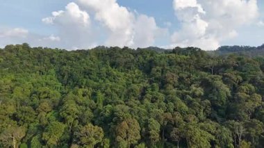 Hava aracı görüntüleri yoğun tropikal yağmur ormanları ve bulutlu gökyüzünü Balik Pulau, Penang, Malezya üzerinde gösteriyor.