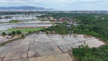Gökyüzü insansız hava aracı görüntülerinden pirinç tarlalarını ve Perai, Malezya yakınlarındaki yerleşim alanlarını kaplayan taşkın sularını gösteriyor..