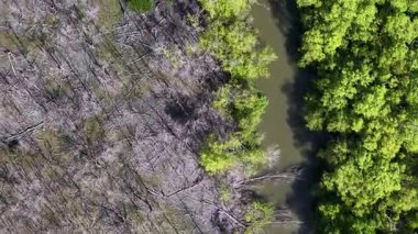Gökyüzünden görünüşü ölü ağaçları, nehir kanalını ve yoğun yeşil tepe örtüsü kontrastını gösteriyor.