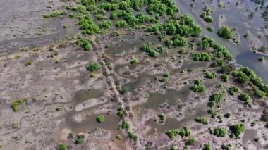 Gelgit kanalları ve çamur düzlükleriyle sulak arazi mangrov bölgesinin tepeden aşağı görüntüsü.