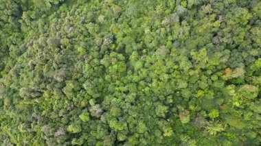 Çeşitli boyutlarda ağaçlarla dolu yemyeşil bir orman. Ağaçlar kalabalık ve gökyüzü açık.