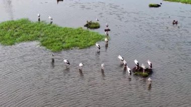 Havadan bakıldığında Asya 'nın leylek ve beyaz balıkçıl kuşlarının sularda birlikte yürüdükleri görülüyor.