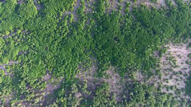 Havadan çekilen görüntüler Johor Nehri yakınlarındaki mangrov ormanını vurguluyor