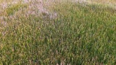 Gün batımında pirinç tarlasının tepeden aşağı insansız hava aracı görüntüleri..