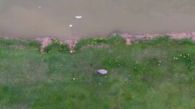 Nehir kenarındaki çimlerde çamurlu bir kıyıda otlayan havadan bağlı su buffaloları..