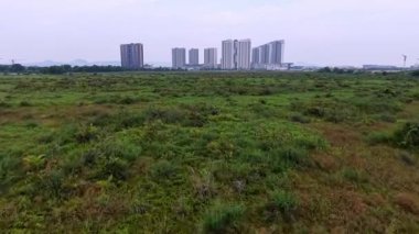 İnsansız hava aracı Batu Kawan 'ın arka planında binalar olan yeşil çayırlar üzerinde hareket eden bufaloları yakalıyor.