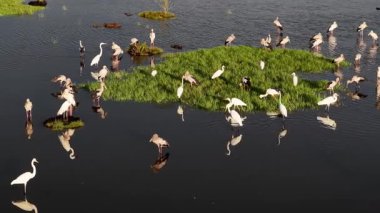 Havadan çekilen görüntüde Asya 'nın açık gagası ve beyaz balıkçıl kuşları tropikal gökyüzünün altında sulak su kenarında yan yana duruyor..