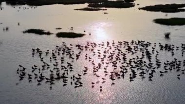 Gün batımında sığ bir bataklıkta yüzen büyük bir kum çulluğu grubunun hava görüntüsü..