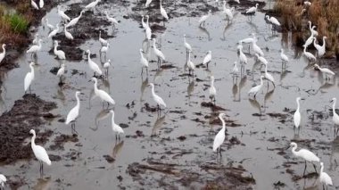 Büyük bir akbalıkçıl sürüsü çamurlu bir gölette duruyor.
