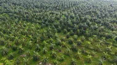 Hindistan cevizi palmiye plantasyonunun hava görüntüsü organize satırları ve yeşil hikayeleri gösteriyor.