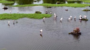 Havadan çekilen görüntülere göre Asya 'nın açık gagalı kuşu yemyeşil mangrov arka planıyla sulak sulara yansımış..