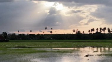 Sel basmış çeltik tarlalarının kuşlarla, palmiyelerle ve bulutların arasından güneş ışınlarıyla çekilmiş görüntüsü..