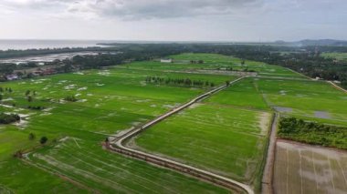 Sel basmış çeltik tarlalarının ve kıyı şeridi yakınlarındaki kırsal yolların insansız hava aracı görüntüsü.