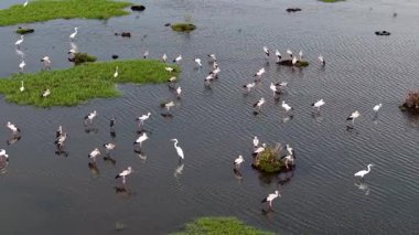 İnsansız hava aracı görüntüsü Asya 'nın açık gagalı kuşunun sığ sularda yüzdüğünü ve tropikal yeşilliklerin etrafını sardığını vurguluyor.