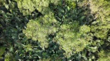 Hava aracı görüntüsü yukarıdan yeşil doğal orman tepe örtüsünü gösteriyor.