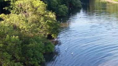 Havadan çekilen görüntülere göre balıkçıllar sığ kıyı sularında mangrov kenarında avlanıyorlar..