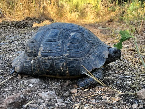 Siyah Kaplumbağa Doğada Kaplumbağa Alanya Dağlarında Yan Görüntüyü Yakından Çek — Stok fotoğraf