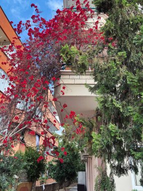 Alanya 'da çiçek açan bir ağacı olan cadde. Kırmızı çiçekli güzel bir ağaç. Yaşam biçimi