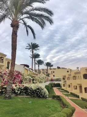 Sharm el-Sheikh 'teki Mısır otelinin bölgesindeki renkli çiçekler ve palmiye ağaçları. Güzel doğayla harika bir manzara.
