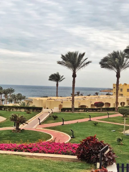 colorful flowers and palm trees on the territory of the Egypt hotel in Sharm el-Sheikh. Wonderful landscape with beautiful nature