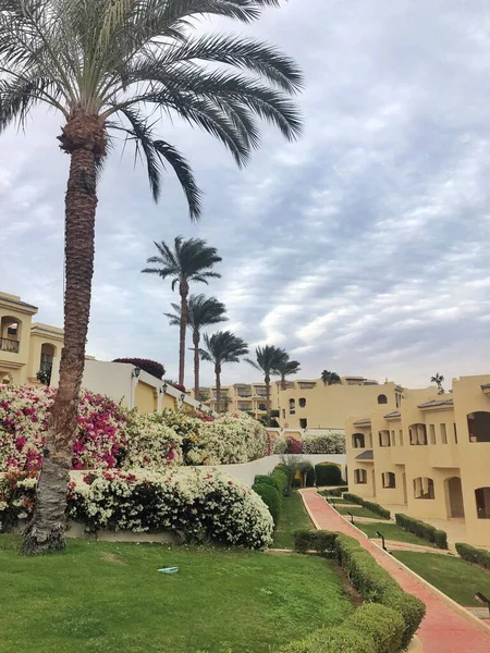 colorful flowers and palm trees on the territory of the Egypt hotel in Sharm el-Sheikh. Wonderful landscape with beautiful nature