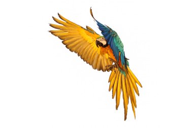 Macaw parrot flying isolated on white background clipart