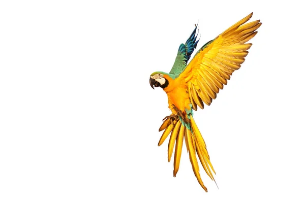 Папуга Макаве Літає Ізольовано Білому Тлі — стокове фото