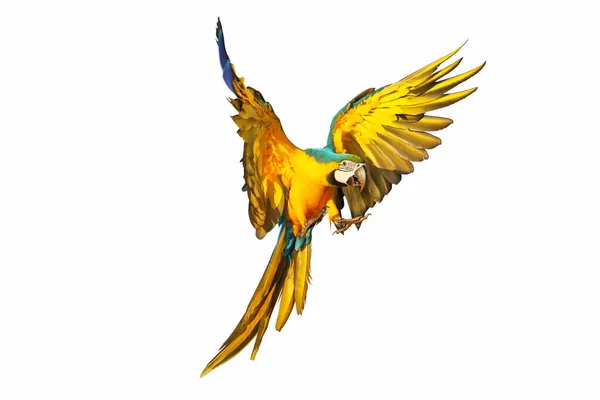 Macaw Papagáj Repül Elszigetelt Fehér Alapon — Stock Fotó