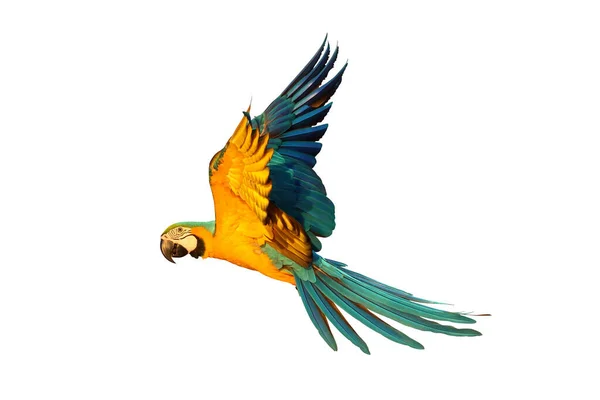 Beyaz arka planda yalnız uçan papağan.