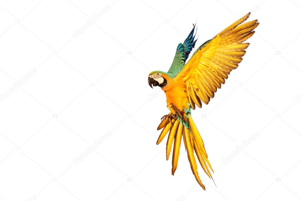 Macaw parrot flying isolated on white background