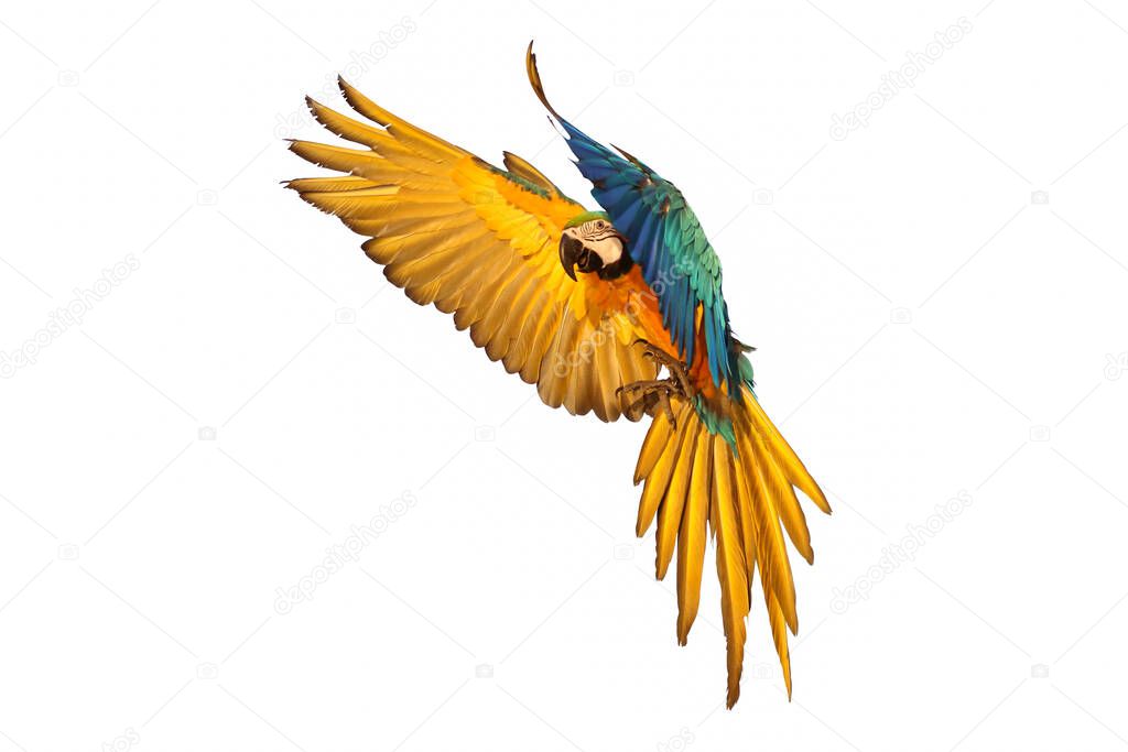 Macaw parrot flying isolated on white background