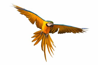 Beyaz arka planda yalnız uçan papağan.