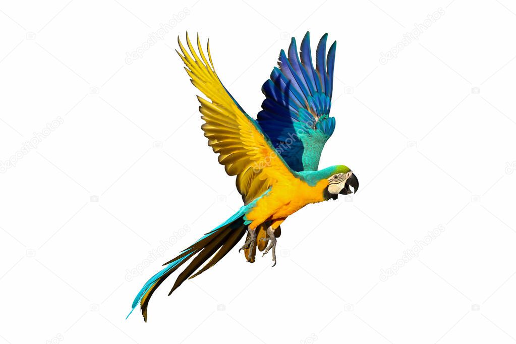 Macaw parrot flying isolated on white background