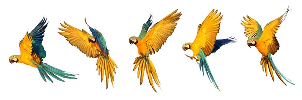 Uppsättning Macaw Papegoja Flyger Isolerad Vit Bakgrund — Stockfoto