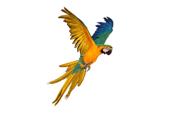 Macaw Papegoja Flyger Isolerad Vit Bakgrund — Stockfoto