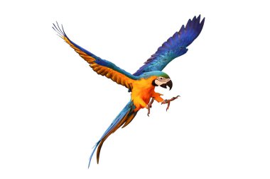 Güzel papağan bembeyaz uçuyor.