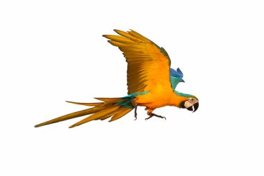 Renkli papağan bembeyaz uçuyor.