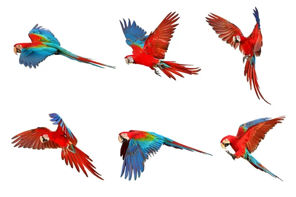 Set Green Wing Macaw Parrot Isolated White — Stock Photo, Image