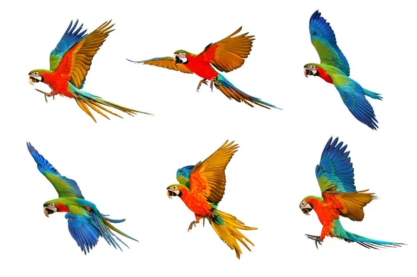 Palyaço papağanı seti beyaz üzerine izole edilmiş..